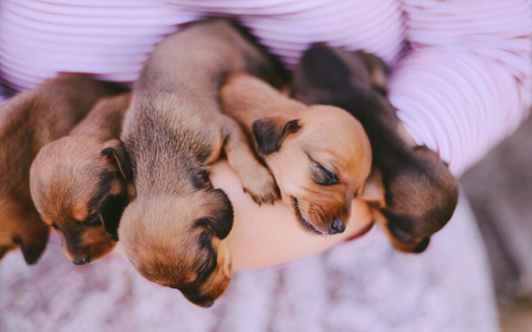 How to Tell If a Rescue Dog Has Ever Had Puppies