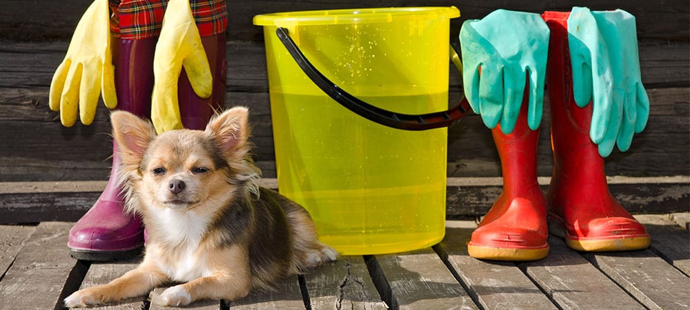 dangerous-pet-toxins-found-in-everyday-household-cleaners