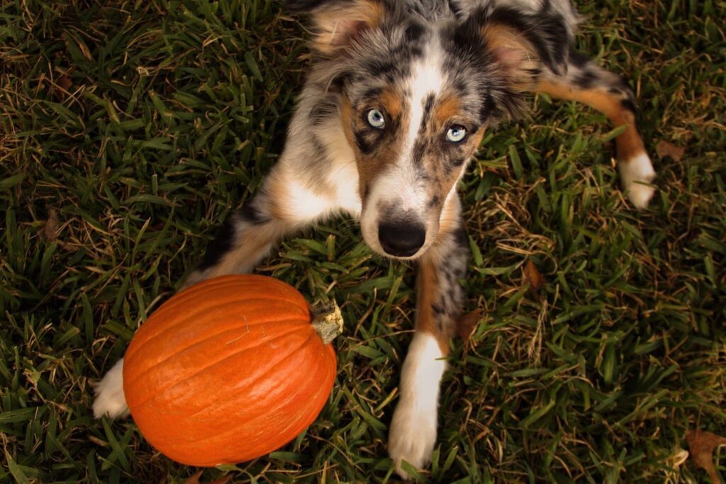 Pumpkin for Cats and Dogs