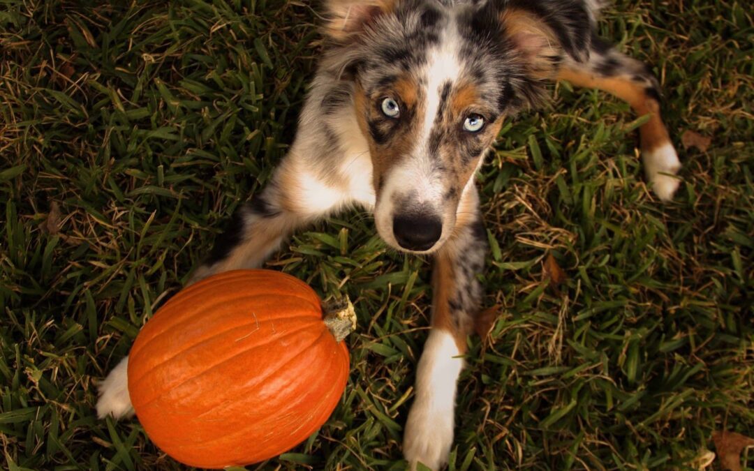 Pet Superfood: How to Cook Pumpkin for Cats and Dogs