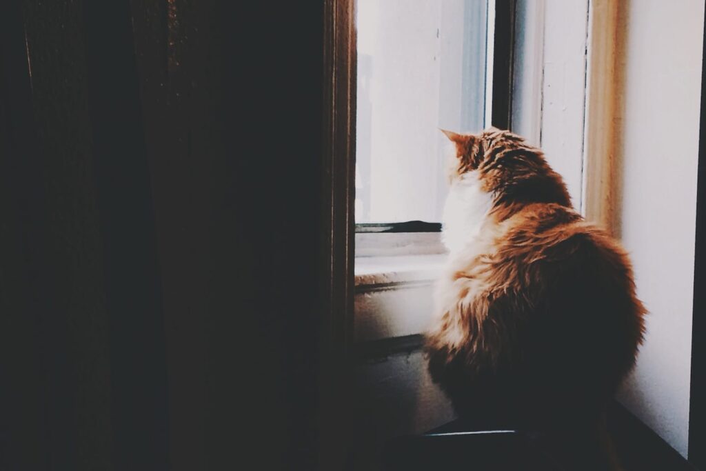 Fluffy brown cat looking out window (768x512)