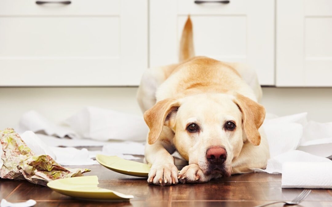 Treating Destructive Chewing in Dogs