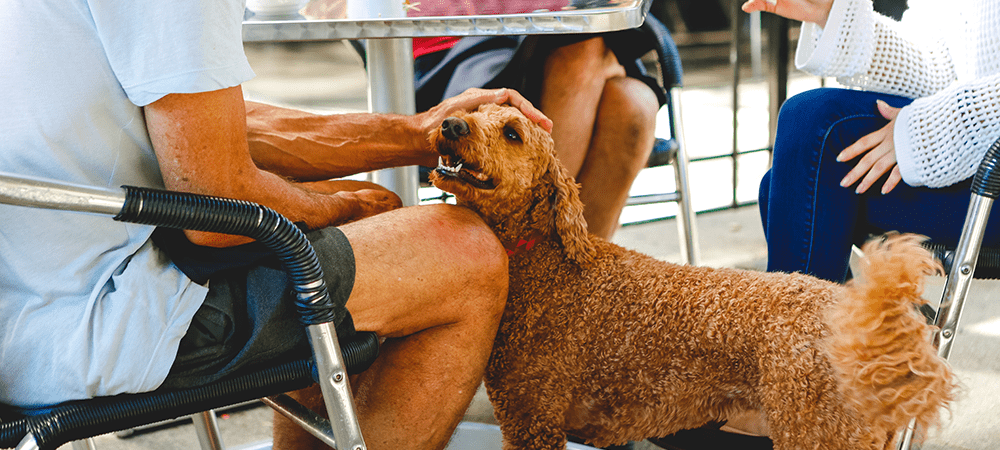 dog-enjoying-a-dog-friendly-restaurant