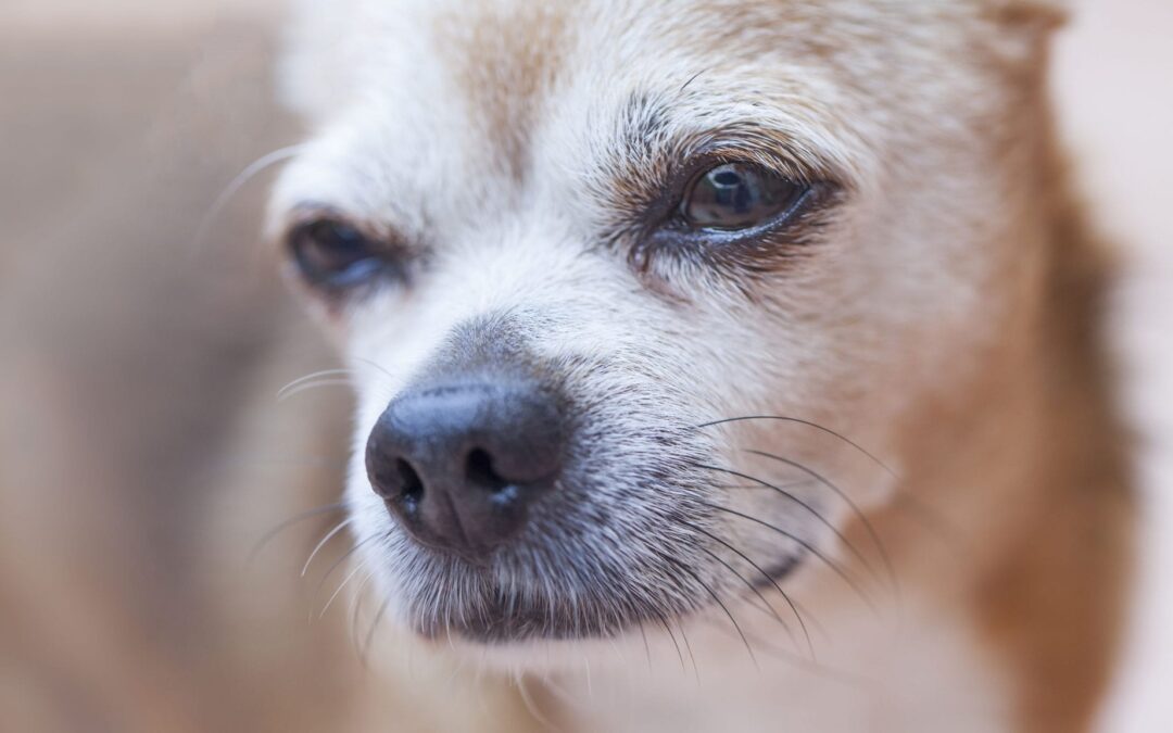 Dog Constipation 101