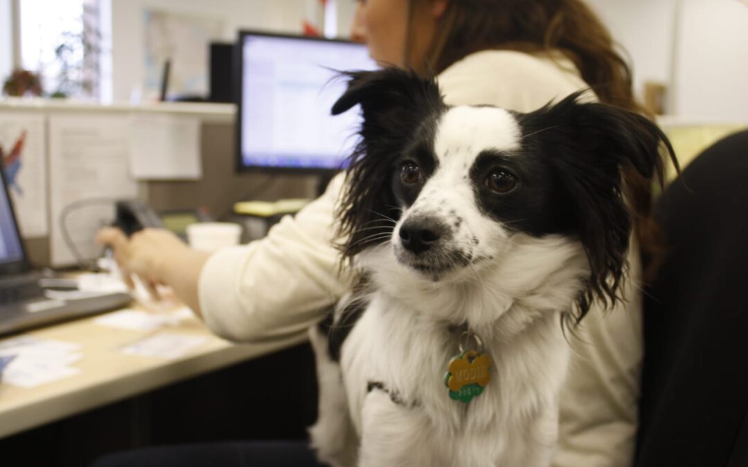 Proper Office Dog Etiquette
