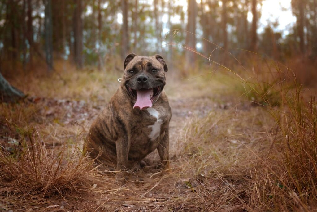 Brown & white dog sitting in brown grass sticking its tongue out