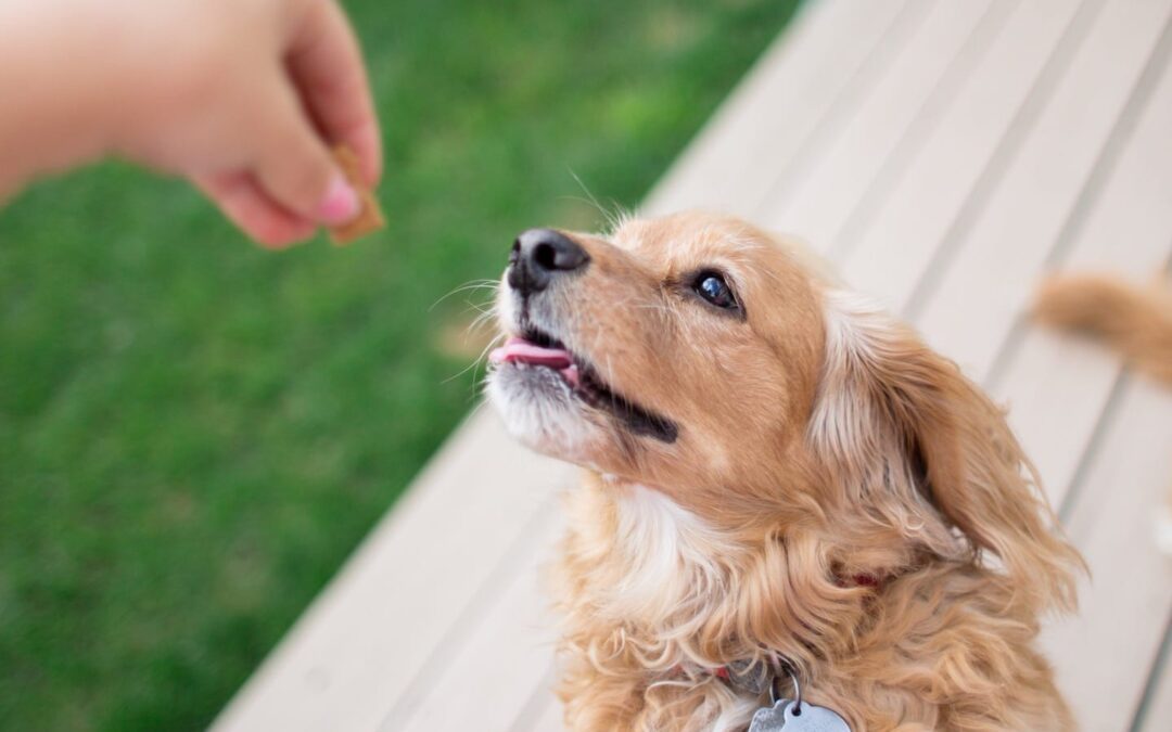 Frozen Dog Treats: Make DIY Pupsicles