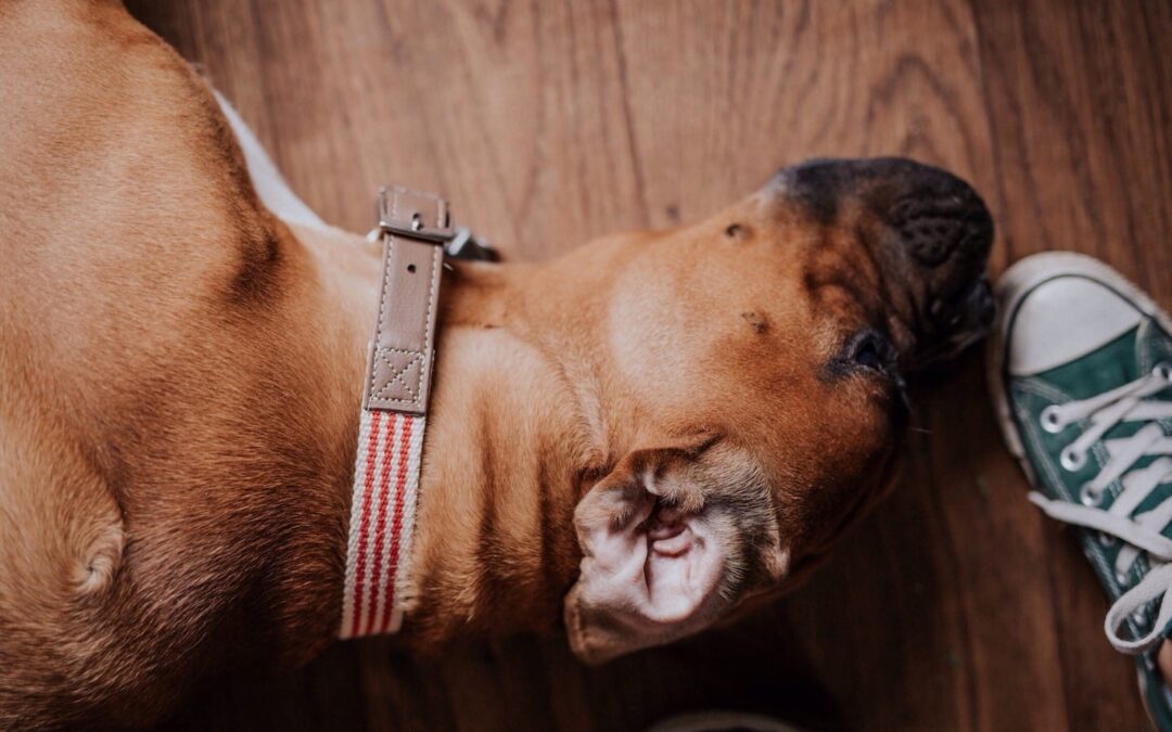 What Does Responsible Dog Ownership Mean to You?