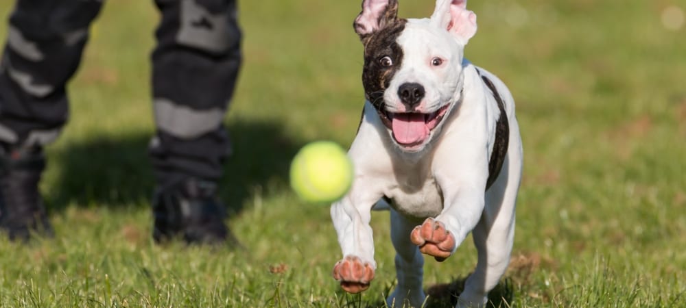 A brown and white dog chases a tennis ball towards the camera while outside with a human in the background