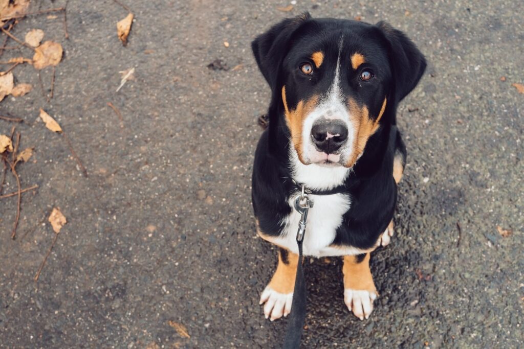 A large black, tan, and white dog is outside and looking up at the camera