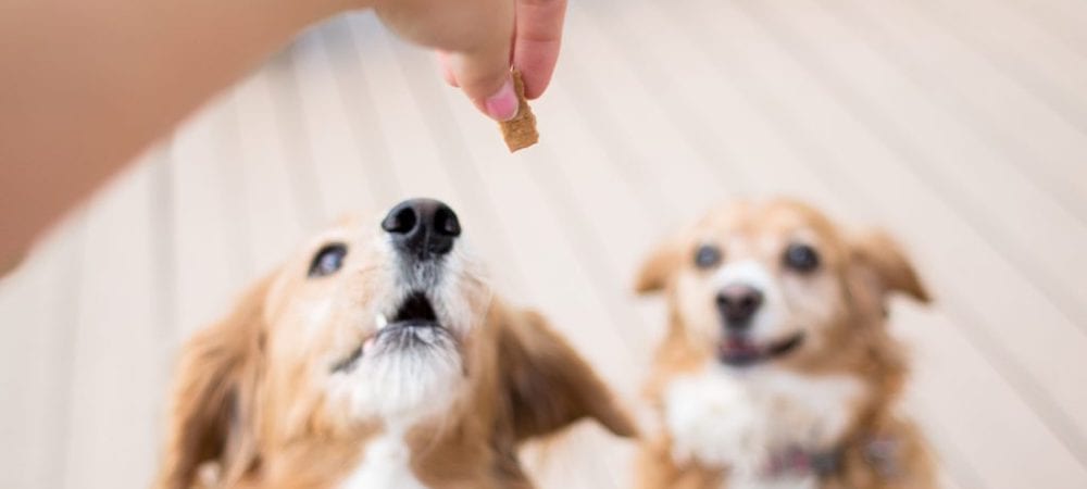 Can Dogs Eat Butter? Unveiling The Surprising Truth!