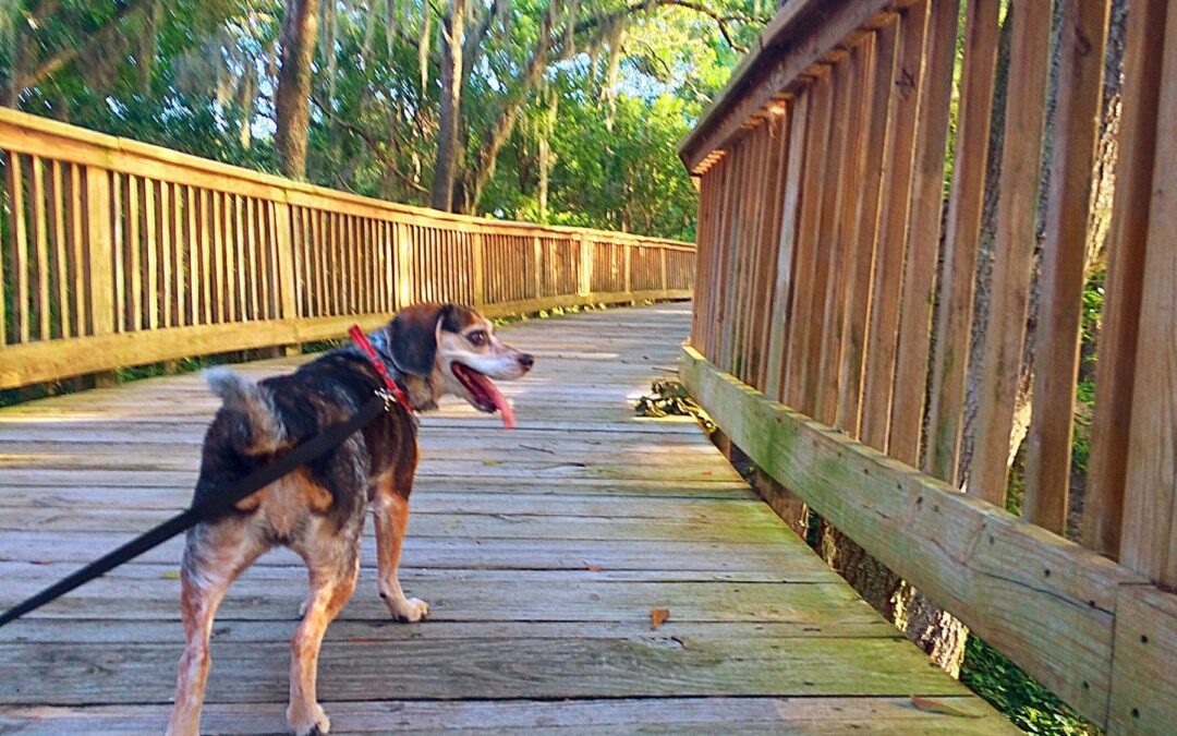 10 Truths About Dog Walking