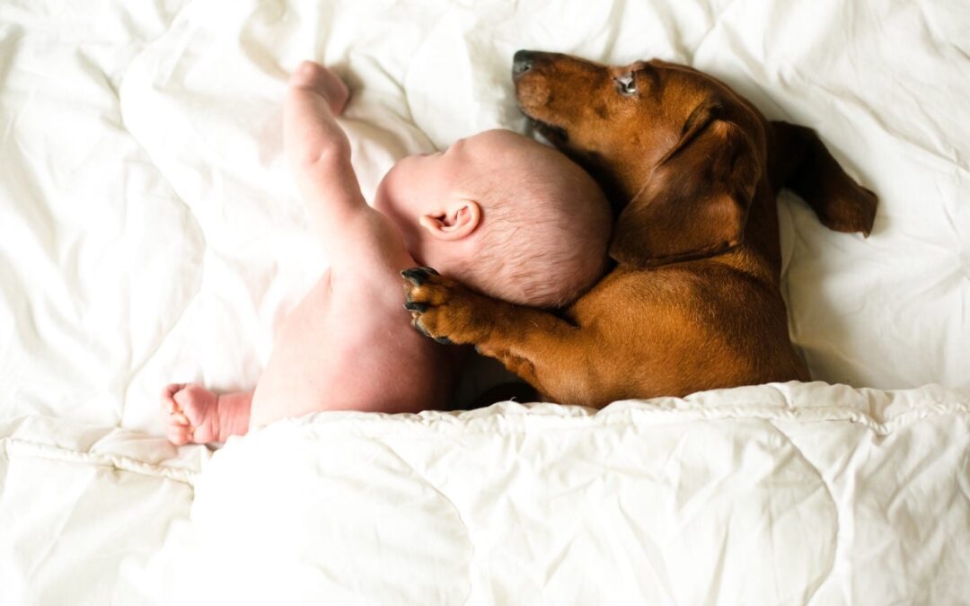 How to Safely Introduce Dogs and Babies