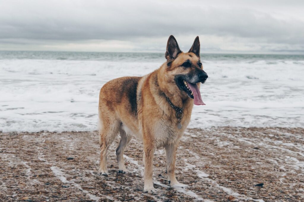 Dogs in the Coast Guard