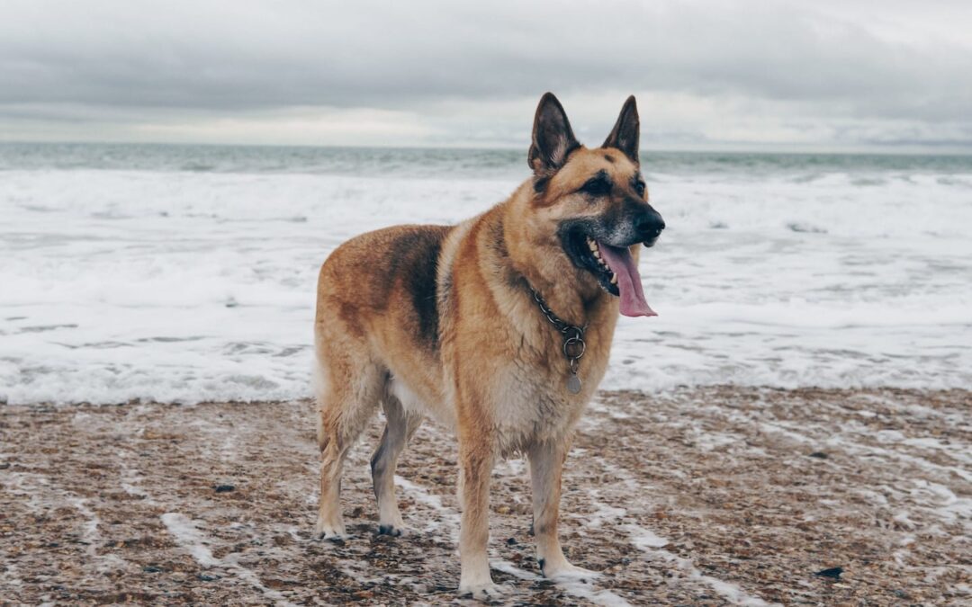 Canine Explosive Detection Teams in the Coast Guard