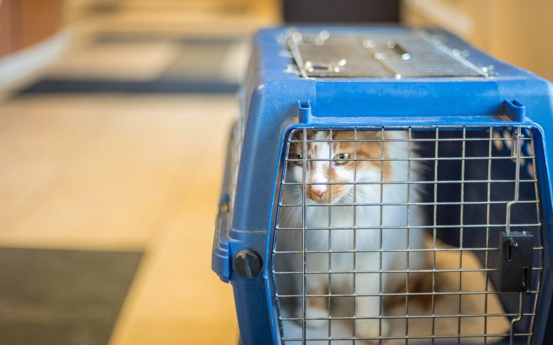 Earthquake Safety for Pets