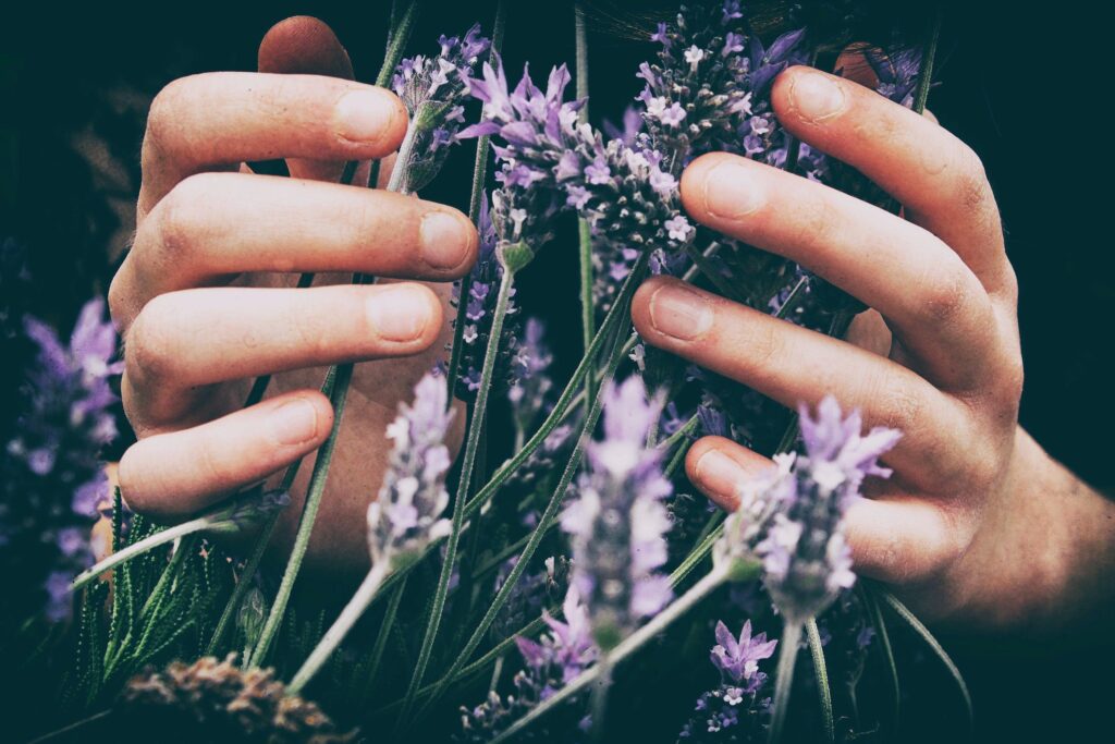 Lavender, toxic essential oil for cats