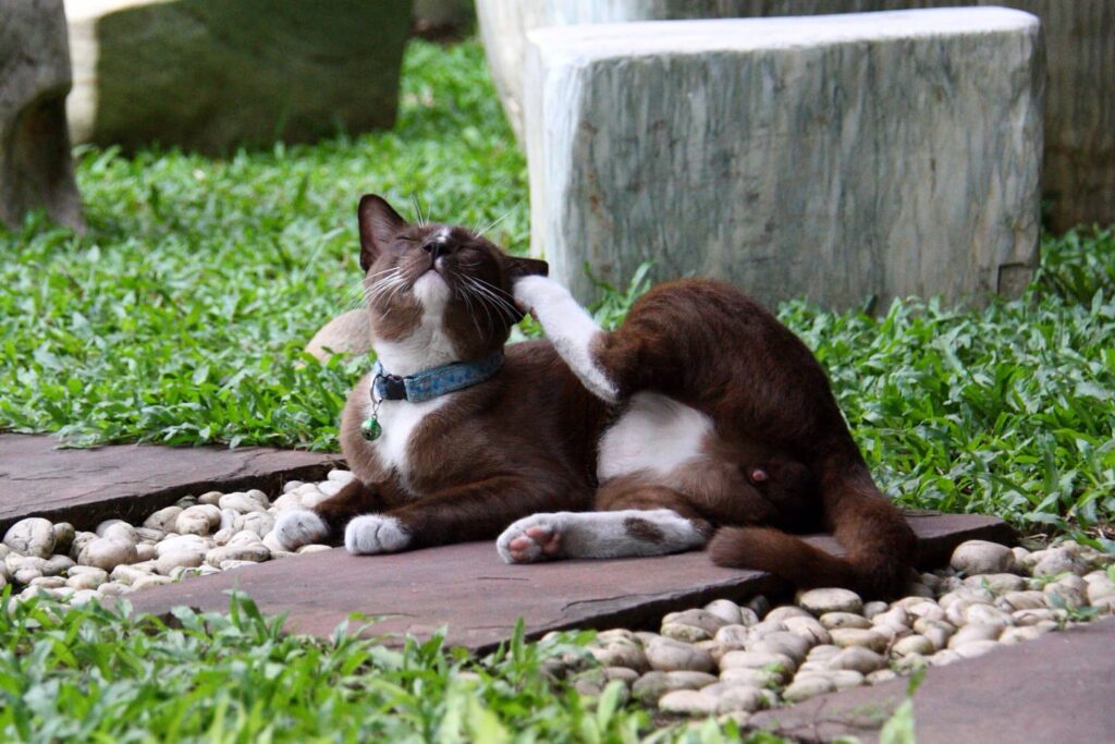 Wave Goodbye to Flea Bites