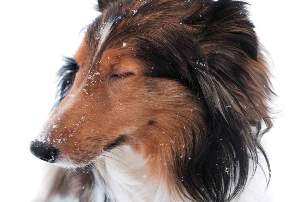 protect your pets in cold weather