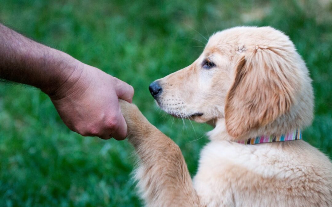 Adopt a Dog Series: Clicker Training