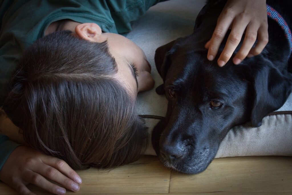 A person is laying next to a Black Lab while petting it