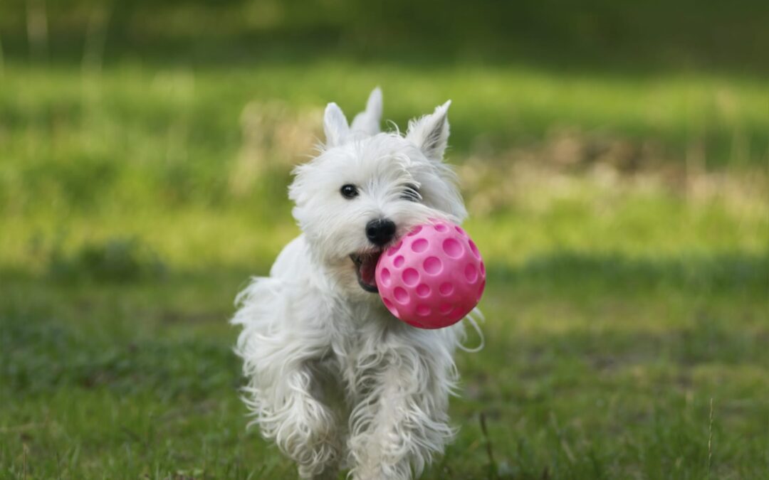 Your Dog Adoption Checklist