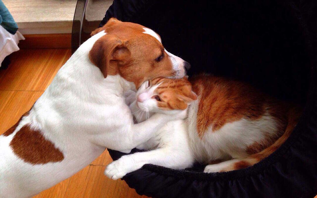 Introducing Your New Dog to Existing Pets