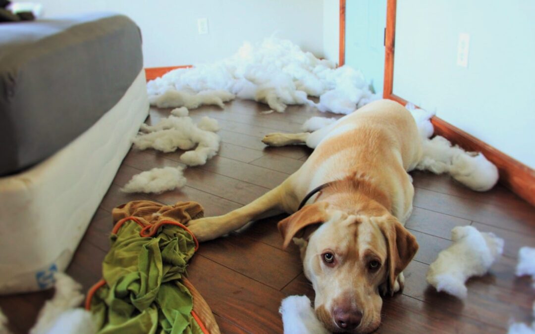 Things We “Appreciate” About Our Pets
