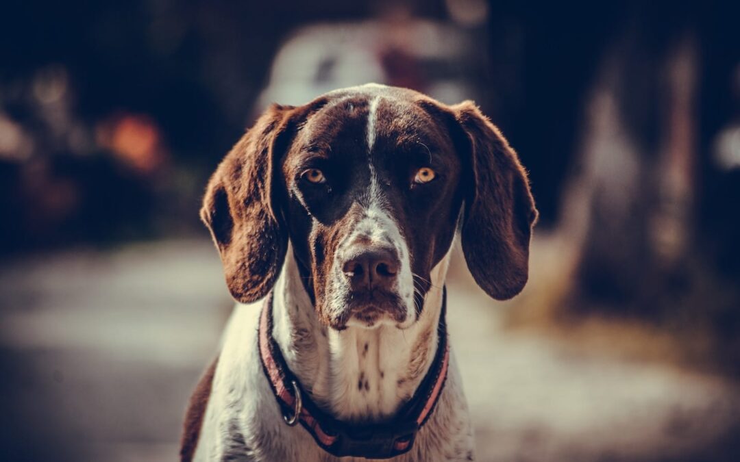 Help, the Dog Hates Me: How to Get a Dog to Like You