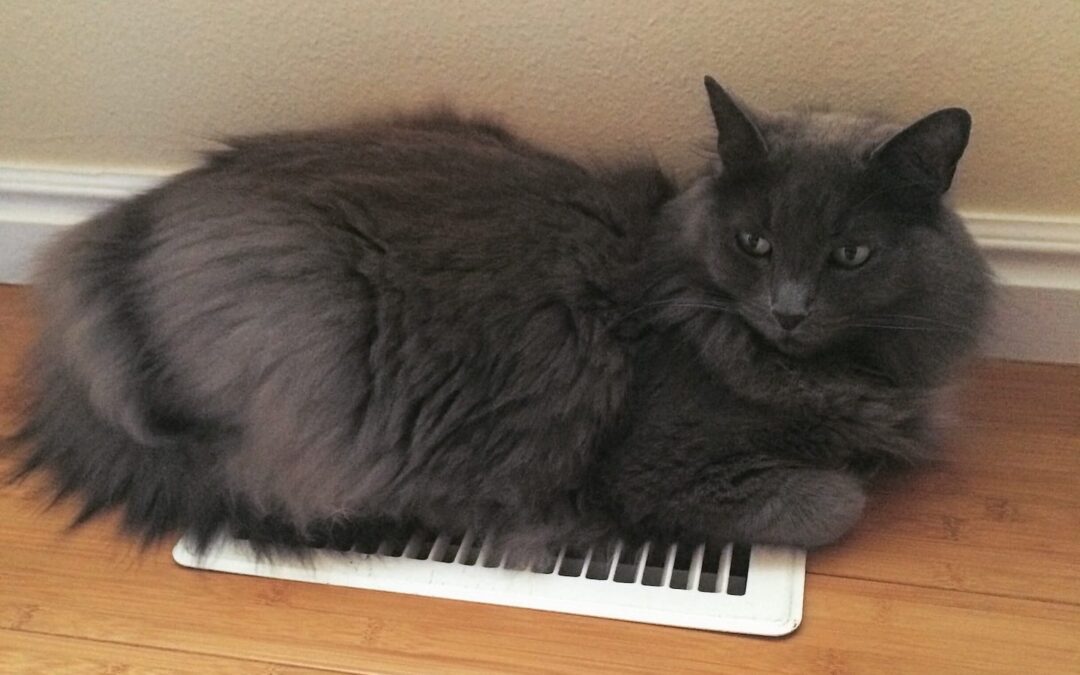 How to Set a Thermostat or Air Conditioner to the Best Temperature for Your Pets