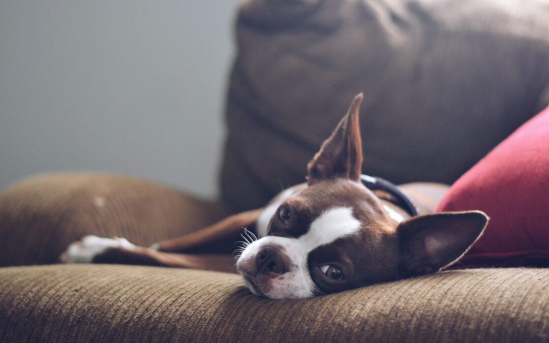 Lyme Disease Symptoms: Your Guide to Lyme Disease in Dogs