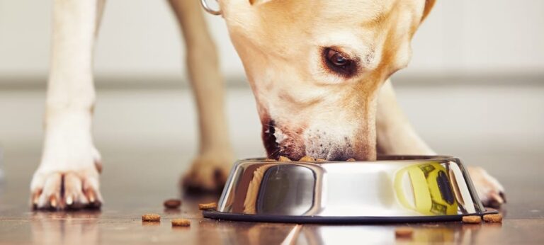 Myth-busting Pet Diets