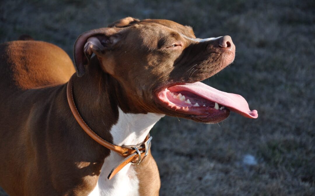 Hot and Cold Weather Safety Tips for Pets