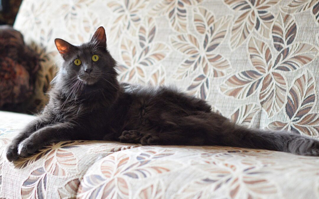 Your Cat Adoption Checklist