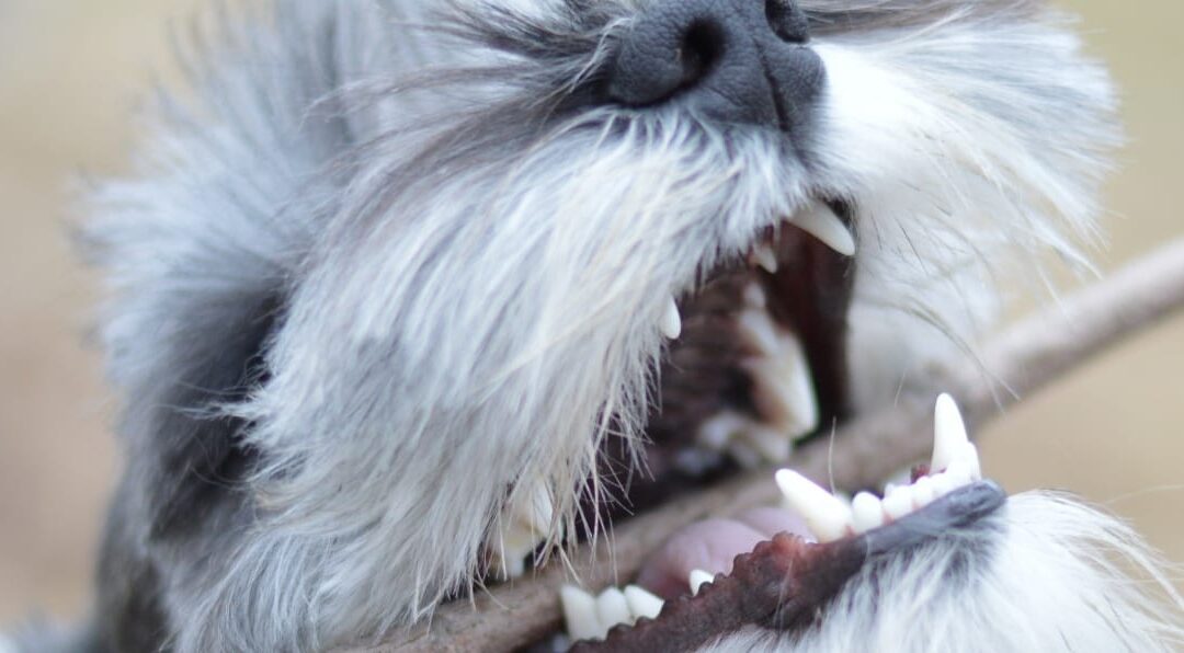 What to Do for Dogs Who Ate Foreign Objects