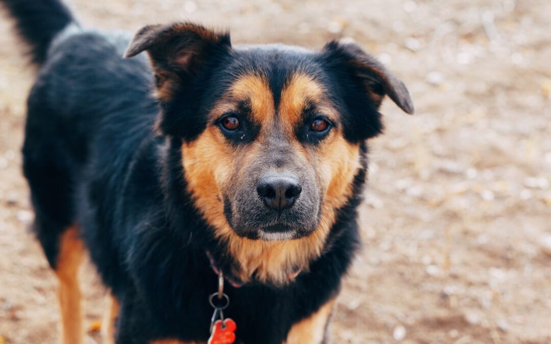 How to Select a Shelter Pet: Choose Personality Over Breed
