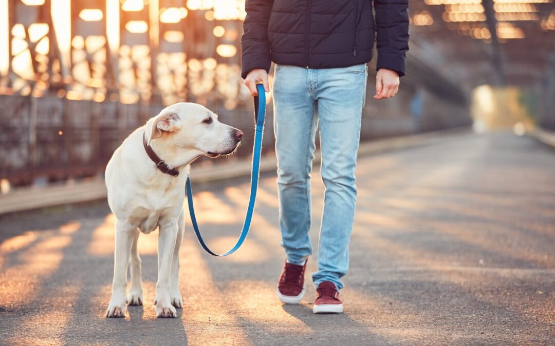 The Top 10 US Cities for Dog Parks