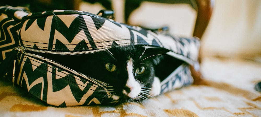 A black and white cat peeks out from within a purse