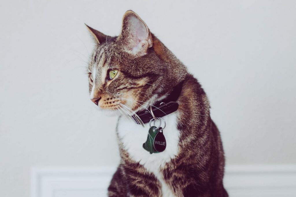 A gray and white cat with a collar and tag that reads 