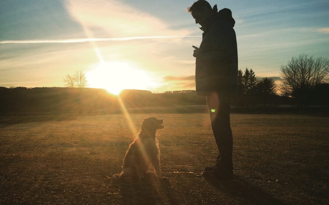 Teach Your Dog Basic Obedience