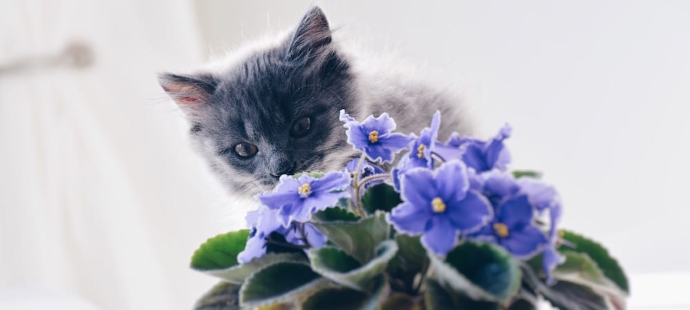 Plants Poisonous to Dogs and Cats