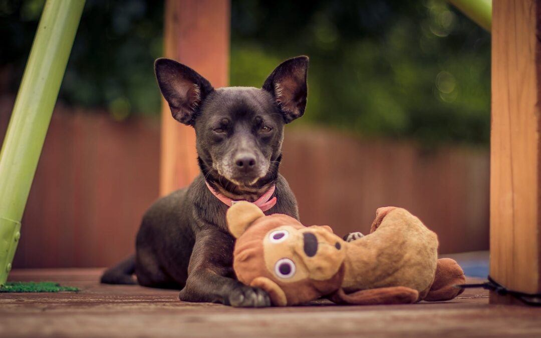 Treating Possessive Aggression in Dogs