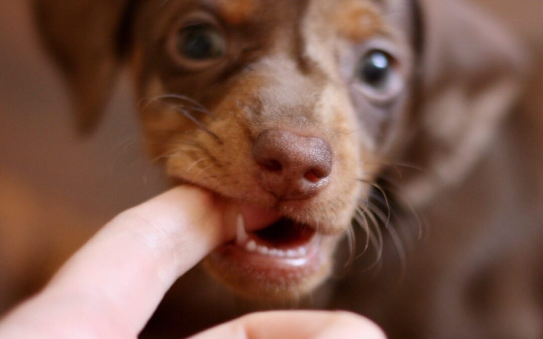 Puppy Training: How to Stop Puppy Biting