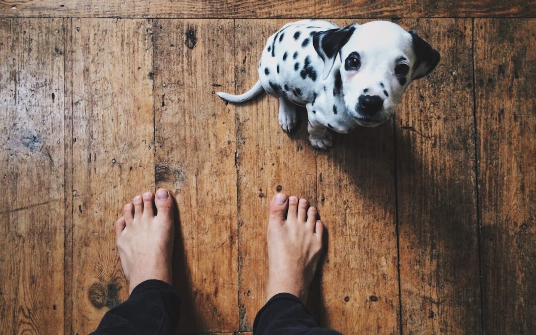 Puppy Training: What You Need to Know for Successful Housebreaking