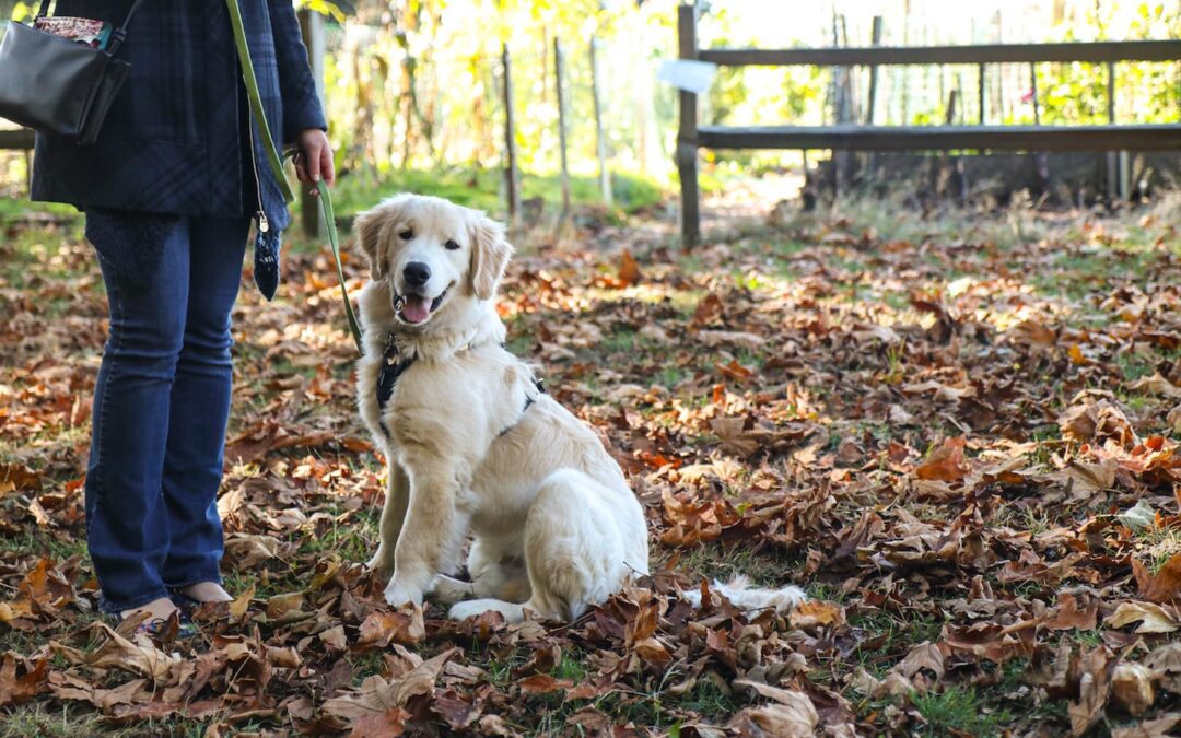 How to Transition from Puppy Pads to the Great Outdoors