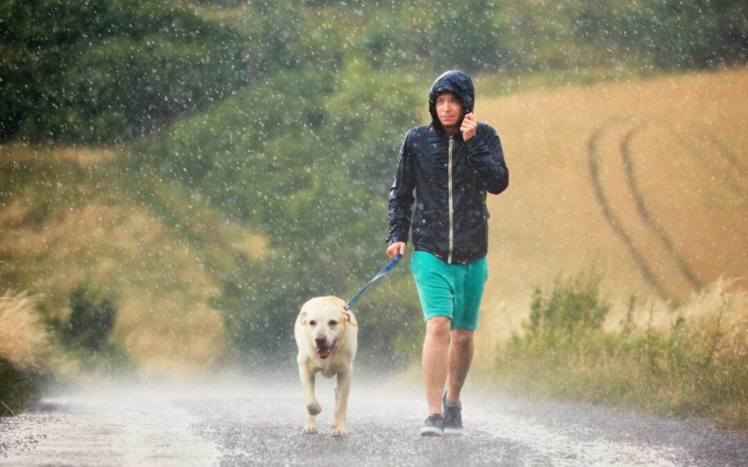 Can My Pet Drink That?! Rainwater and More