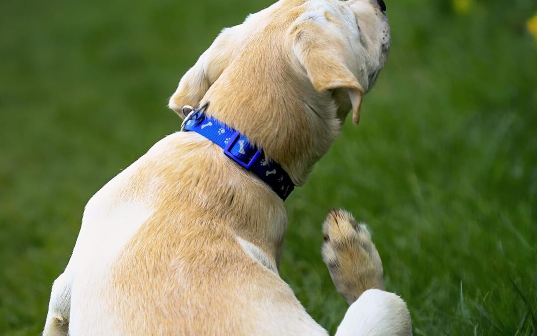 How to Get Rid of Fleas and Ticks: Medication Ingredients 101