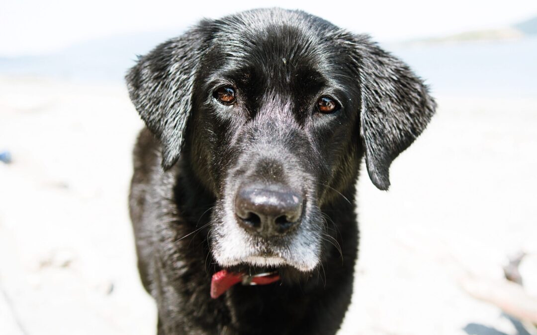 5 Myths About Senior Pets – Destroyed!