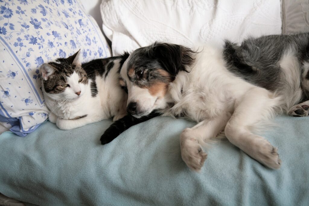 A white and gray dog and cat lay with each other in a human's bed