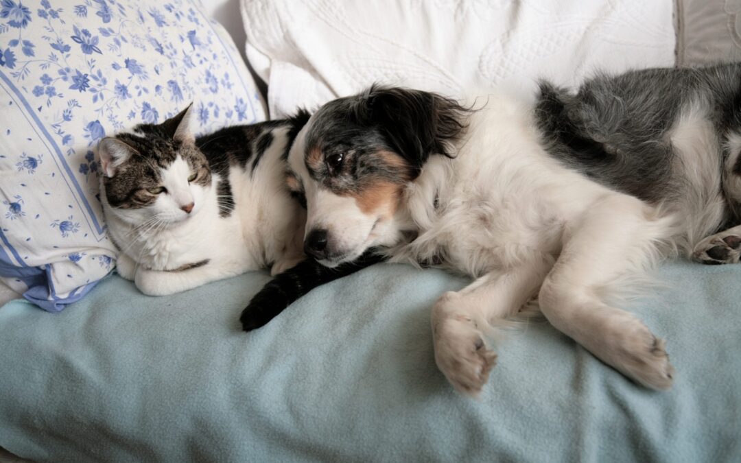 Gift Guide: Pet Lovers